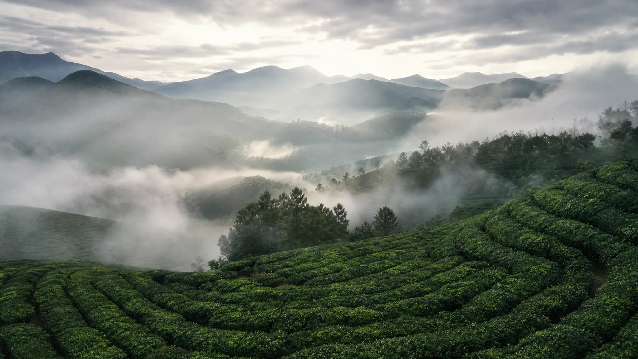 Mist drifting over the tea hills of Munnar at dawn