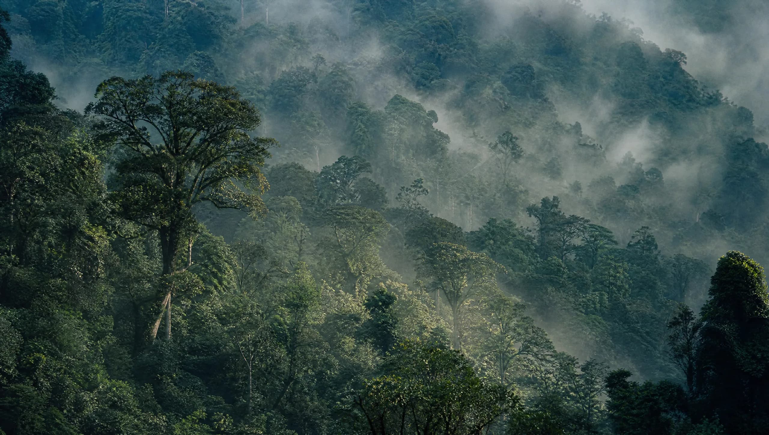 The landscape of Thekkady — forest, wildlife, spice